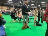 Miniature_Dachshund_7705