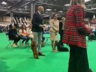 Miniature_Dachshund_7706