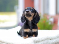 Miniature_Dachshund_7708 Miniature_Dachshund_7708