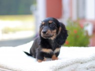 Miniature_Dachshund_7717