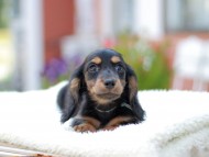 Miniature_Dachshund_7723