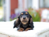 Miniature_Dachshund_7724