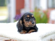 Miniature_Dachshund_7728
