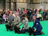 Miniature_Dachshund_7732 Miniature_Dachshund_7732