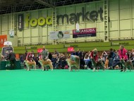 Miniature_Dachshund_7734 Miniature_Dachshund_7734