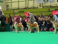 Miniature_Dachshund_7735