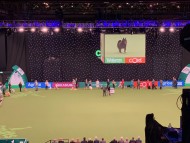 Miniature_Dachshund_7740