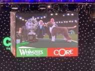 Miniature_Dachshund_7752