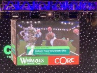 Miniature_Dachshund_7755 Miniature_Dachshund_7755