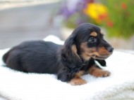 Miniature_Dachshund_7767