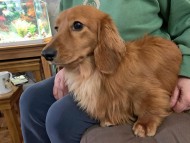 Miniature_Dachshund_7814