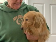 Miniature_Dachshund_7817