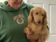 Miniature_Dachshund_7818