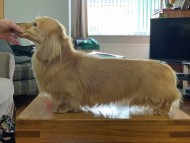 Miniature_Dachshund_7821