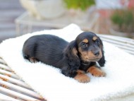 Miniature_Dachshund_7822