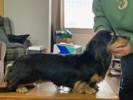 Miniature_Dachshund_7824 Miniature_Dachshund_7824