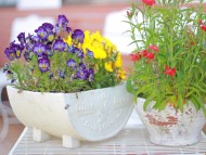 Miniature_Dachshund_7831 Miniature_Dachshund_7831