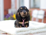 Miniature_Dachshund_7839