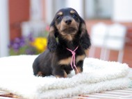 Miniature_Dachshund_7844