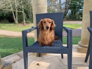 Miniature_Dachshund_7849