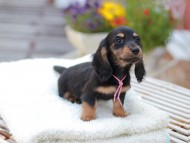 Miniature_Dachshund_7849