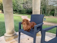 Miniature_Dachshund_7851