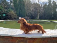 Miniature_Dachshund_7855