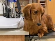 Miniature_Dachshund_7869