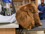 Miniature_Dachshund_7870