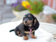 Miniature_Dachshund_7873