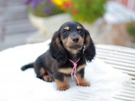 Miniature_Dachshund_7874 Miniature_Dachshund_7874