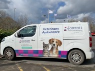 Miniature_Dachshund_7884