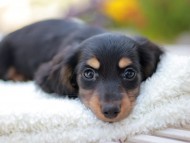 Miniature_Dachshund_7888