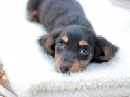 Miniature_Dachshund_7904