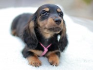 Miniature_Dachshund_7908
