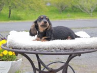 Miniature_Dachshund_8346