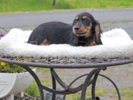 Miniature_Dachshund_8374