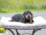 Miniature_Dachshund_8379 Miniature_Dachshund_8379