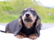 Miniature_Dachshund_8395