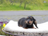 Miniature_Dachshund_8400