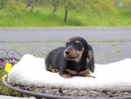 Miniature_Dachshund_8401