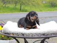 Miniature_Dachshund_8404