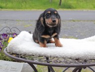 Miniature_Dachshund_8405