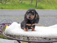 Miniature_Dachshund_8407