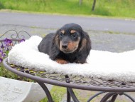 Miniature_Dachshund_8422