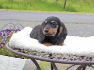 Miniature_Dachshund_8423