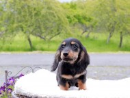 Miniature_Dachshund_8431 Miniature_Dachshund_8431