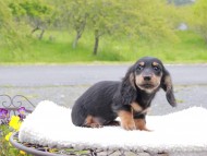 Miniature_Dachshund_8439 Miniature_Dachshund_8439