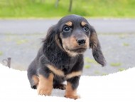 Miniature_Dachshund_8462 Miniature_Dachshund_8462