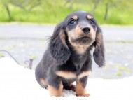 Miniature_Dachshund_8466